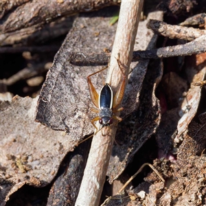 Trigonidium (Balamara) albovittatum at Throsby, ACT - 28 Sep 2024