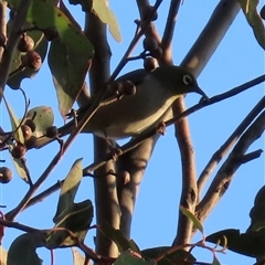 Zosterops lateralis (Silvereye) at Aranda, ACT - 28 Sep 2024 by lbradley