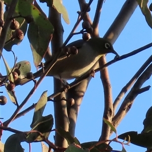 Zosterops lateralis at Aranda, ACT - 28 Sep 2024