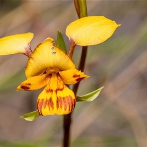 Diuris nigromontana at Bruce, ACT - suppressed