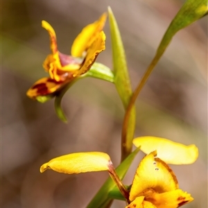 Diuris nigromontana at Bruce, ACT - suppressed