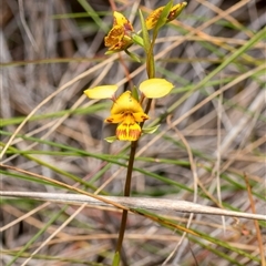 Diuris nigromontana at Bruce, ACT - suppressed