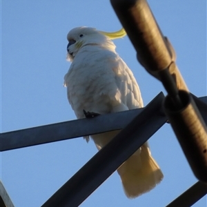 Cacatua galerita at Aranda, ACT - 28 Sep 2024