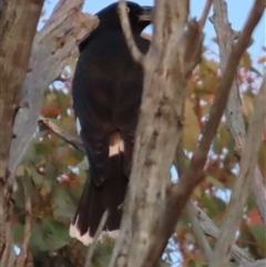 Strepera graculina (Pied Currawong) at Aranda, ACT - 28 Sep 2024 by lbradley