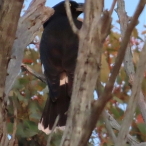 Strepera graculina at Aranda, ACT - 28 Sep 2024