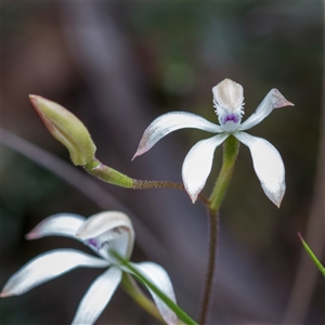 Caladenia ustulata at Aranda, ACT - suppressed