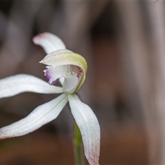 Caladenia ustulata at Aranda, ACT - suppressed