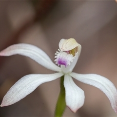 Caladenia ustulata at Aranda, ACT - 28 Sep 2024