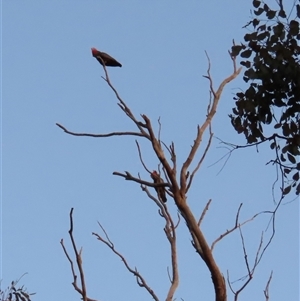 Callocephalon fimbriatum at Aranda, ACT - suppressed