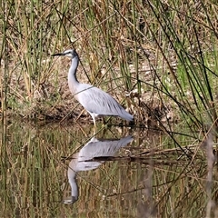 Egretta novaehollandiae (White-faced Heron) at Splitters Creek, NSW - 27 Sep 2024 by KylieWaldon