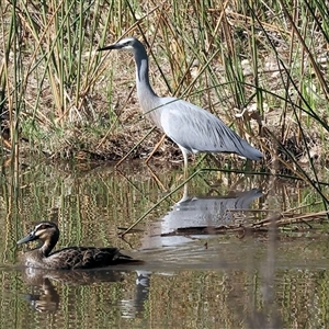 Egretta novaehollandiae at Splitters Creek, NSW - 27 Sep 2024 10:11 AM