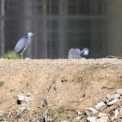 Egretta novaehollandiae at Splitters Creek, NSW - 27 Sep 2024 10:11 AM