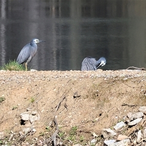 Egretta novaehollandiae at Splitters Creek, NSW - 27 Sep 2024 10:11 AM