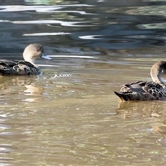 Anas gracilis (Grey Teal) at Splitters Creek, NSW - 27 Sep 2024 by KylieWaldon