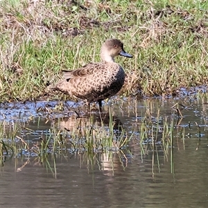 Anas gracilis at Splitters Creek, NSW - 27 Sep 2024 09:04 AM