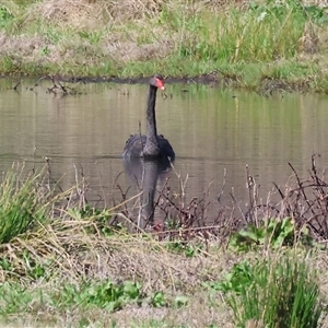 Cygnus atratus at Splitters Creek, NSW - 27 Sep 2024 09:00 AM