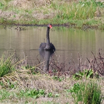 Cygnus atratus (Black Swan) at Splitters Creek, NSW - 26 Sep 2024 by KylieWaldon