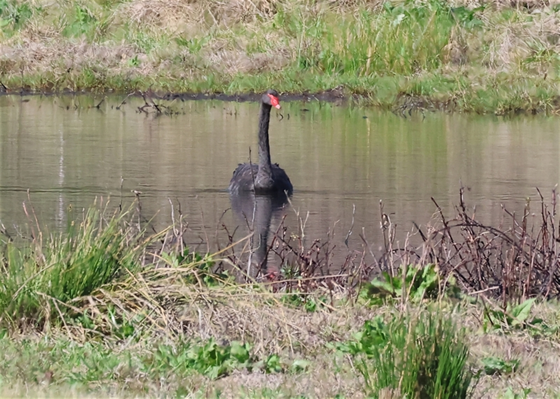 Cygnus atratus at Splitters Creek, NSW - 27 Sep 2024 09:00 AM