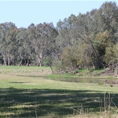 Cygnus atratus at Splitters Creek, NSW - 27 Sep 2024 09:00 AM