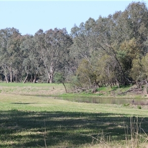 Cygnus atratus at Splitters Creek, NSW - 27 Sep 2024 09:00 AM