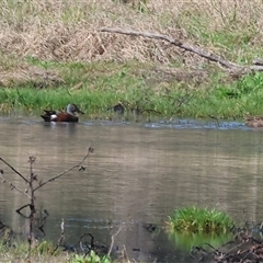 Spatula rhynchotis (Australasian Shoveler) at Splitters Creek, NSW - 26 Sep 2024 by KylieWaldon