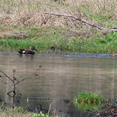 Spatula rhynchotis (Australasian Shoveler) at Splitters Creek, NSW - 27 Sep 2024 by KylieWaldon