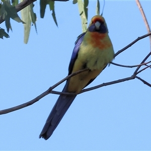 Platycercus elegans flaveolus at Splitters Creek, NSW - 27 Sep 2024 09:04 AM