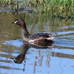 Tachybaptus novaehollandiae (Australasian Grebe) at Splitters Creek, NSW - 26 Sep 2024 by KylieWaldon