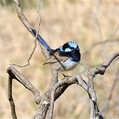 Malurus cyaneus (Superb Fairywren) at Splitters Creek, NSW - 26 Sep 2024 by KylieWaldon