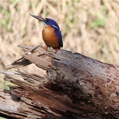 Ceyx azureus (Azure Kingfisher) at Splitters Creek, NSW - 27 Sep 2024 by KylieWaldon