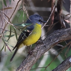 Eopsaltria australis (Eastern Yellow Robin) at Splitters Creek, NSW - 26 Sep 2024 by KylieWaldon