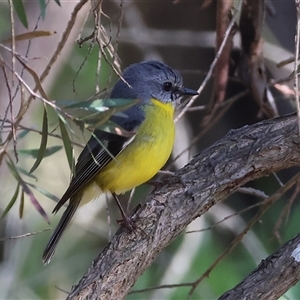 Eopsaltria australis at Splitters Creek, NSW - 27 Sep 2024 09:17 AM