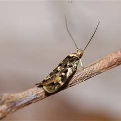 Barea confusella (A Concealer moth) at Acton, ACT - 28 Sep 2024 by amiessmacro