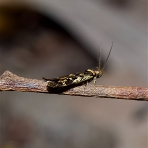 Barea confusella at Acton, ACT - 28 Sep 2024