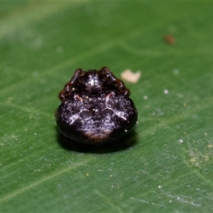 Arkys sp. (genus) at Acton, ACT - 28 Sep 2024