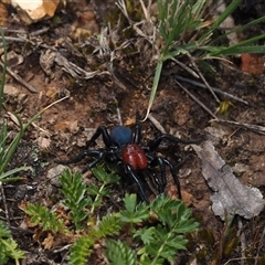 Missulena occatoria (Red-headed Mouse Spider) at Bruce, ACT - 28 Sep 2024 by amiessmacro