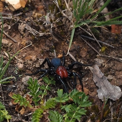 Missulena occatoria (Red-headed Mouse Spider) at Bruce, ACT - 28 Sep 2024 by amiessmacro