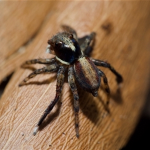 Maratus watagansi at Acton, ACT - 28 Sep 2024