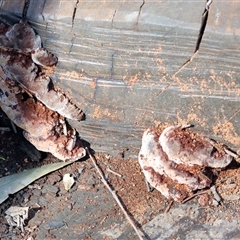 Rhodofomitopsis lilacinogilva complex (Lilac Shelf Fungus) at Splitters Creek, NSW - 26 Sep 2024 by KylieWaldon