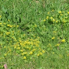 Ranunculus repens (Creeping Buttercup) at Splitters Creek, NSW - 26 Sep 2024 by KylieWaldon