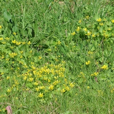 Ranunculus repens (Creeping Buttercup) at Splitters Creek, NSW - 26 Sep 2024 by KylieWaldon