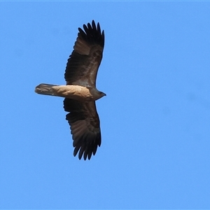 Haliastur sphenurus at Splitters Creek, NSW - 27 Sep 2024 09:53 AM