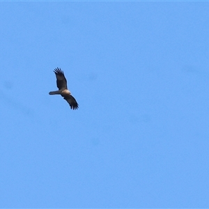 Haliastur sphenurus at Splitters Creek, NSW - 27 Sep 2024 09:53 AM