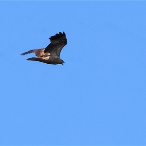 Haliastur sphenurus at Splitters Creek, NSW - 27 Sep 2024 09:53 AM