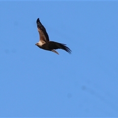 Haliastur sphenurus at Splitters Creek, NSW - 27 Sep 2024 09:53 AM