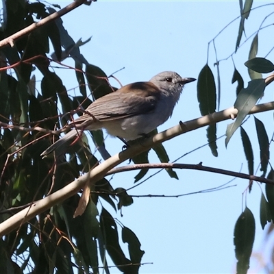 Colluricincla harmonica (Grey Shrikethrush) at Splitters Creek, NSW - 27 Sep 2024 by KylieWaldon