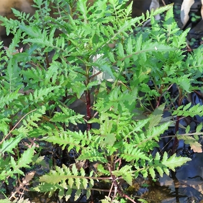 Unverified Other Wildflower or Herb at Splitters Creek, NSW - 27 Sep 2024 by KylieWaldon