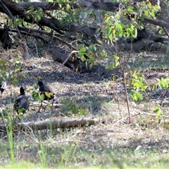 Porphyrio melanotus (Australasian Swamphen) at Splitters Creek, NSW - 26 Sep 2024 by KylieWaldon