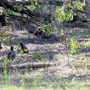 Porphyrio melanotus at Splitters Creek, NSW - 27 Sep 2024 09:45 AM
