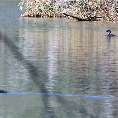 Biziura lobata (Musk Duck) at Splitters Creek, NSW - 27 Sep 2024 by KylieWaldon